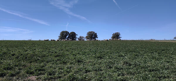 Dairyfarms4sale.com Sheep Farm -Mineral Point, WI